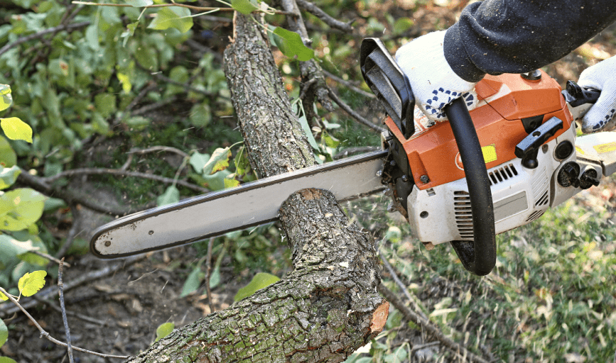 TREE TRIMMING